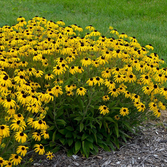 American Gold Rush Black Eyed Susan|American Gold Rush Black Eyed Susan