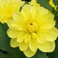American Sun Decorative Dahlia|American Sun Decorative Dahlia flower close up