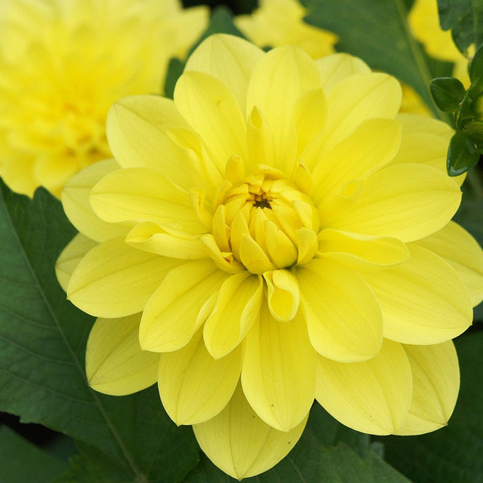 American Sun Decorative Dahlia|American Sun Decorative Dahlia flower close up