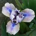 Androgyny Dwarf Bearded Iris|Androgyny Dwarf Bearded Iris