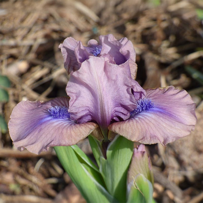 Androgyny Dwarf Bearded Iris|Androgyny Dwarf Bearded Iris