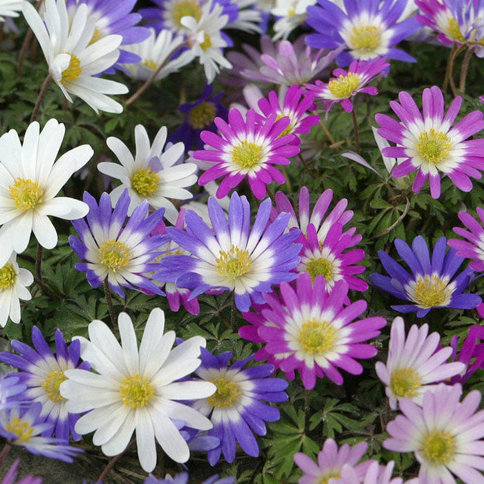 Anemone blanda Mix|Anemone blanda Bulb Mix, Anemone blanda, Grecian Windflower