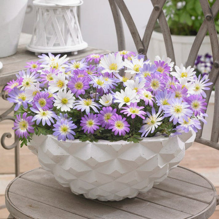 Anemone blanda Mix|Anemone blanda Bulb Mix, Anemone blanda, Grecian Windflower