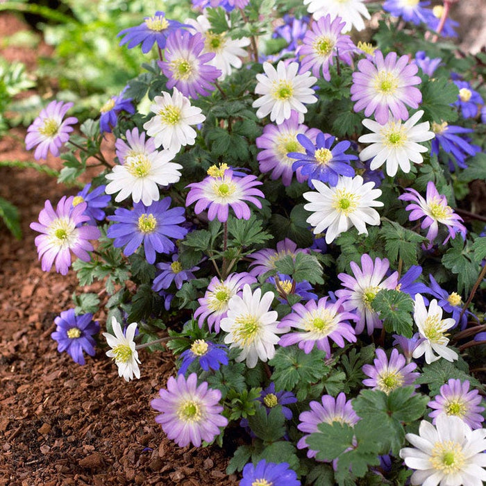 Anemone blanda Mix|Anemone blanda Bulb Mix, Anemone blanda, Grecian Windflower