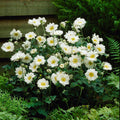 Anemone Whirlwind|White Anemone Whirlwind, Anemone hybrida, Windflower