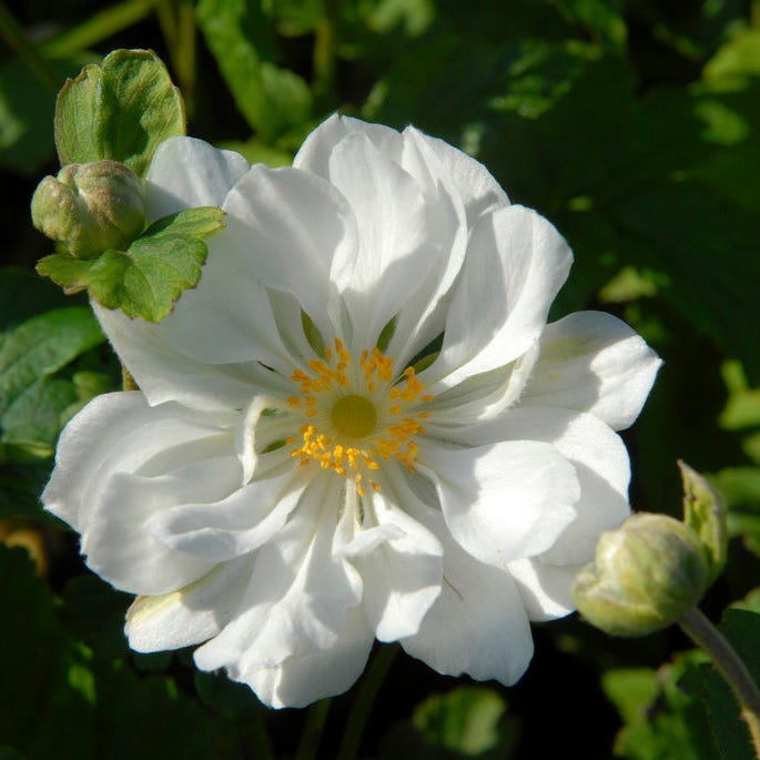 Anemone Whirlwind