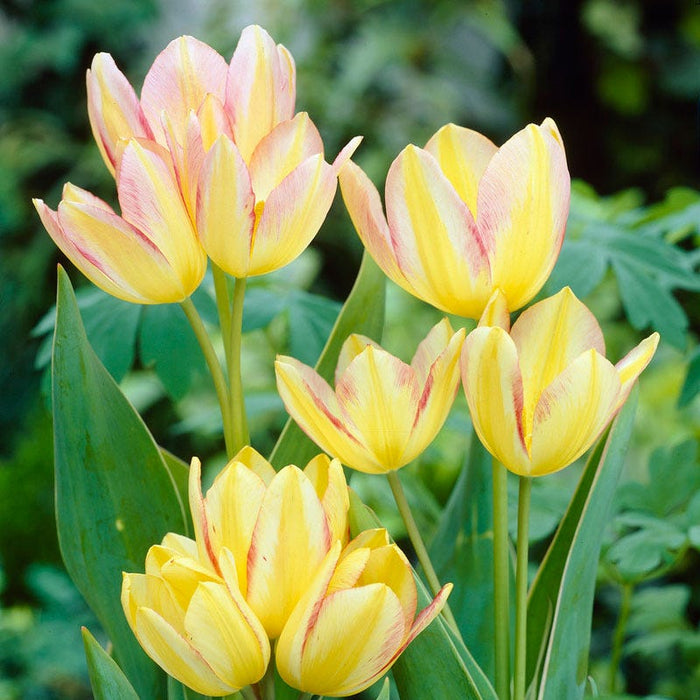 Antoinette Multiple Flowering Single Late Tulip|Pink and Yellow Multiple Flowering Single Late Tulip Bulb Antoinette, Tulipa
