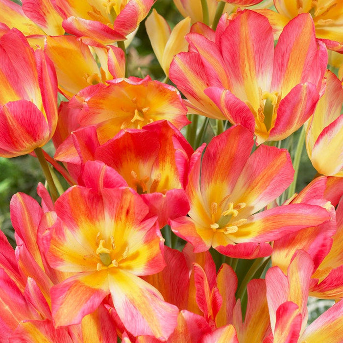 Antoinette Multiple Flowering Single Late Tulip|Pink and Yellow Multiple Flowering Single Late Tulip Bulb Antoinette, Tulipa