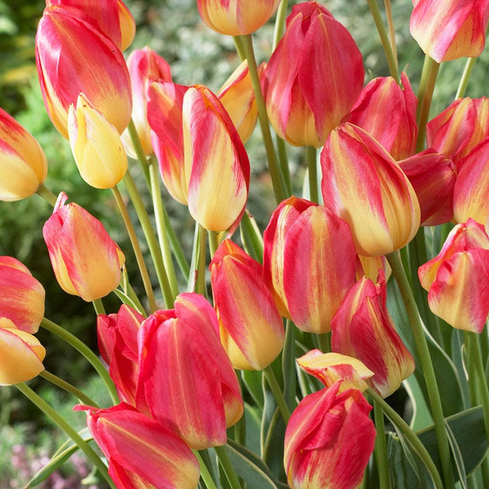 Antoinette Multiple Flowering Single Late Tulip|Pink and Yellow Multiple Flowering Single Late Tulip Bulb Antoinette, Tulipa