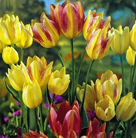 Antoinette Multiple Flowering Single Late Tulip|Pink and Yellow Multiple Flowering Single Late Tulip Bulb Antoinette, Tulipa