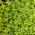 Archer's Gold Creeping Thyme|Archer's Gold Creeping Thyme
