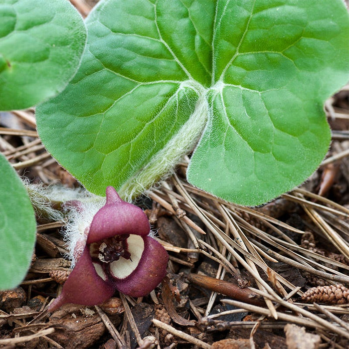 Arrow Leaf Ginger|Ginger, Arrow Leaf, Asarum arifolium