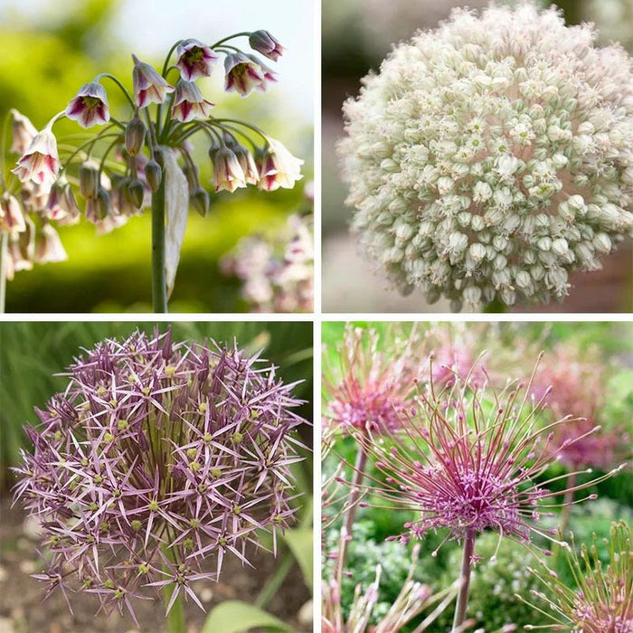 Artful Accents Allium Bulb Collection|Artful Accents Allium Bulb Collection
