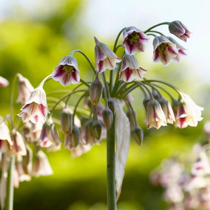 Artful Accents Allium Bulb Collection|Mediterranean Bells