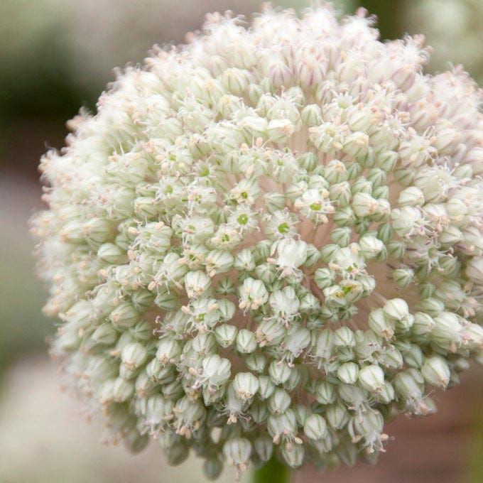 Artful Accents Allium Bulb Collection|Ping Pong Allium