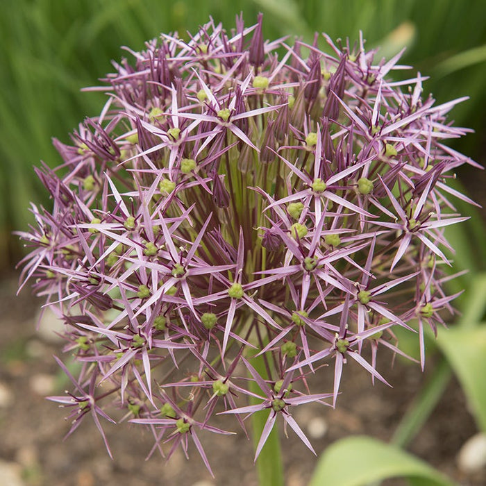 Artful Accents Allium Bulb Collection|Star of Persia Allium