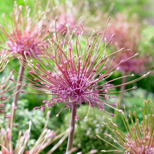 Artful Accents Allium Bulb Collection|Allium schubertii