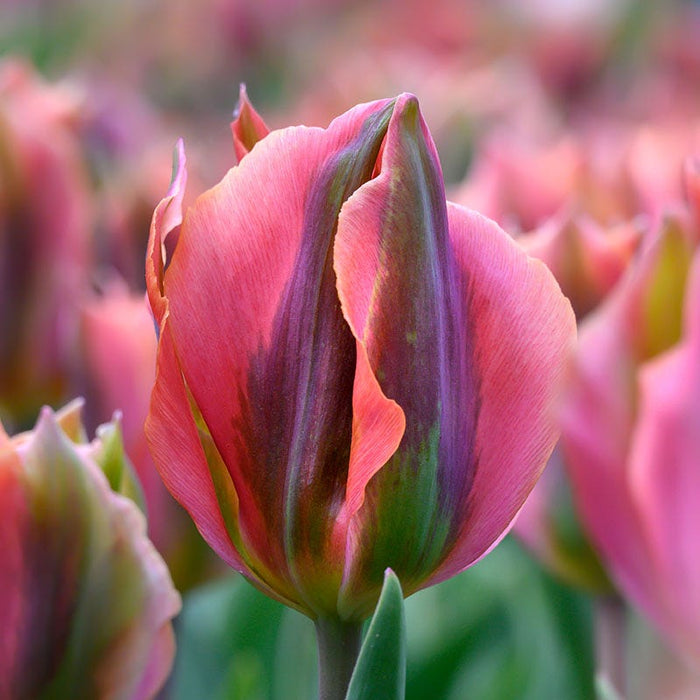 Artist Viridiflora Tulip|Artist Viridiflora Tulip