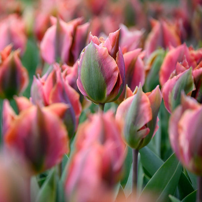Artist Viridiflora Tulip|Artist Viridiflora Tulip