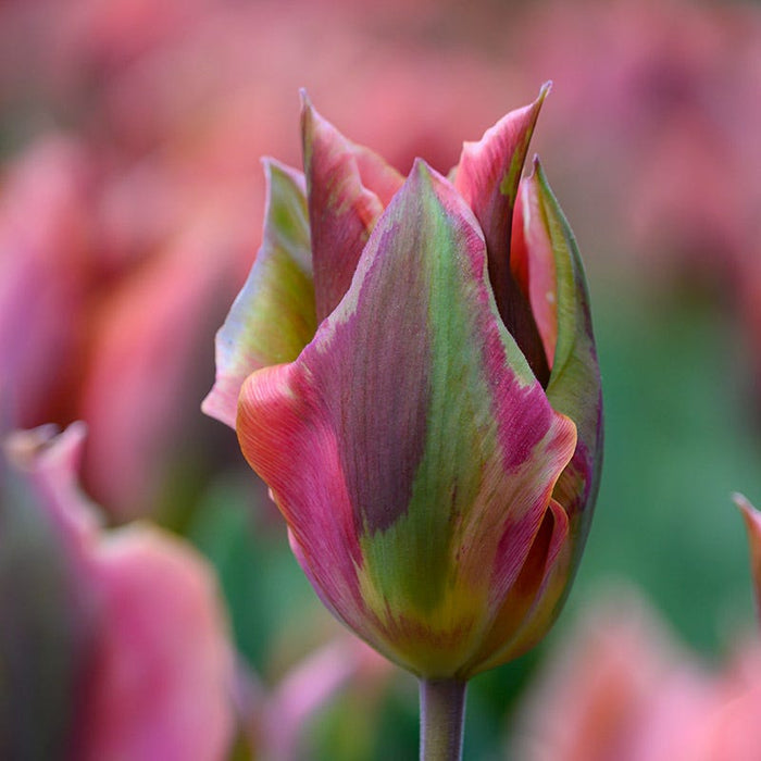 Artist Viridiflora Tulip|Artist Viridiflora Tulip