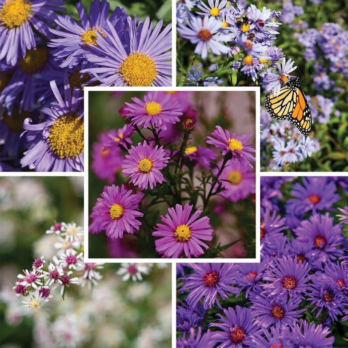 Aster Extravaganza Collection|Aster Extravaganza Plant Collection