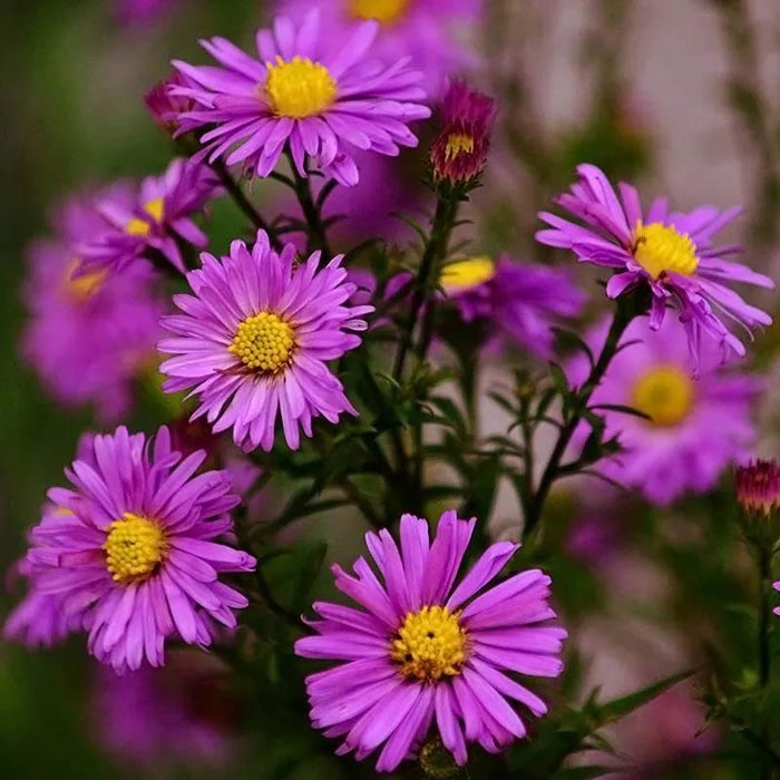 Aster Extravaganza Collection|Alert Aster