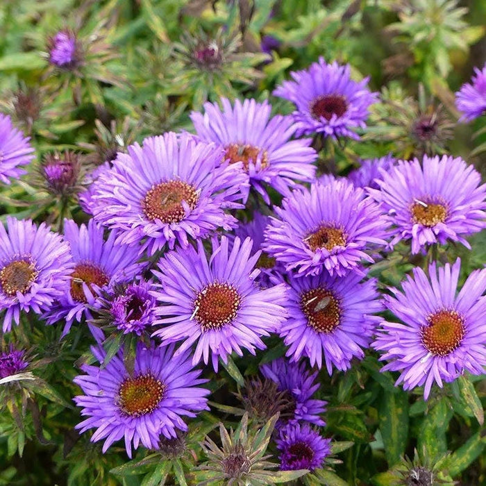 Aster Extravaganza Collection|Purple Dome New England Aster