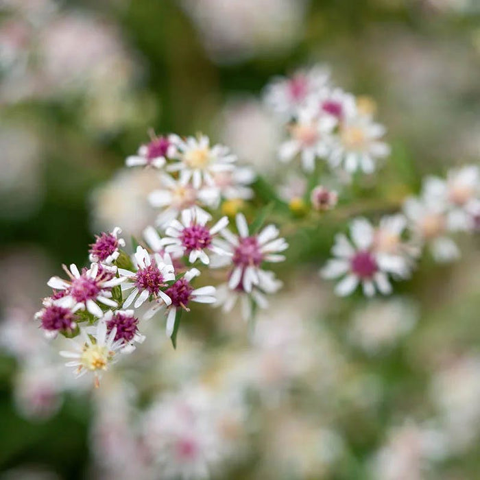 Aster Extravaganza Collection|Calico Aster