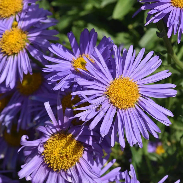 Aster Extravaganza Collection|Wood's Light Blue Aster