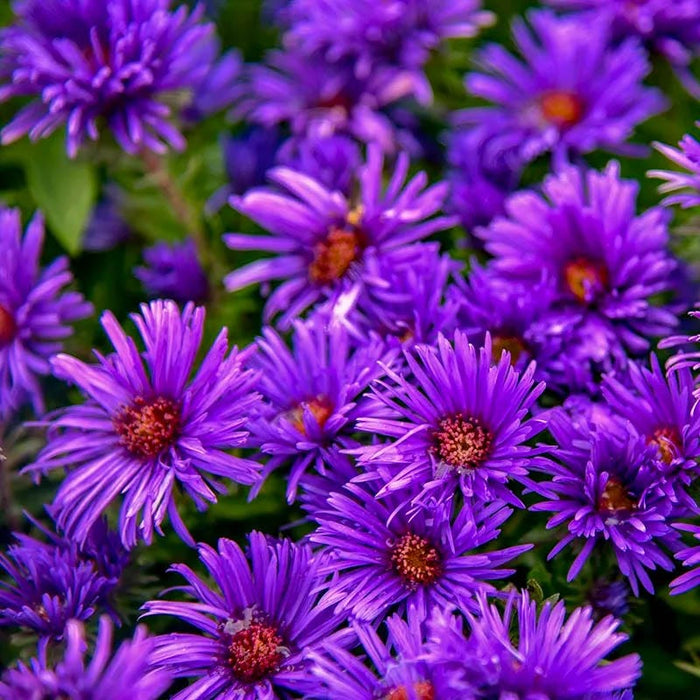Aster Extravaganza Collection|Grape Crush New England Aster