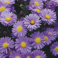 Aster Kickin Lavender