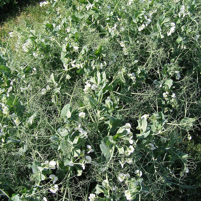 Austrian Winter Pea Seeds|Austrian Winter Pea Seeds, Pisum arvense