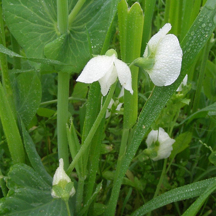 Austrian Winter Pea Seeds|Austrian Winter Pea Seeds, Pisum arvense