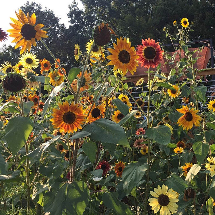Autumn Beauty Sunflower Seeds|Sunflower Seeds Autumn Beauty, Helianthus