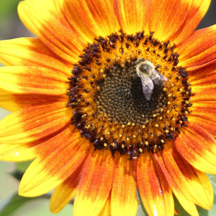 Autumn Beauty Sunflower Seeds|Sunflower Seeds Autumn Beauty, Helianthus with pollinator