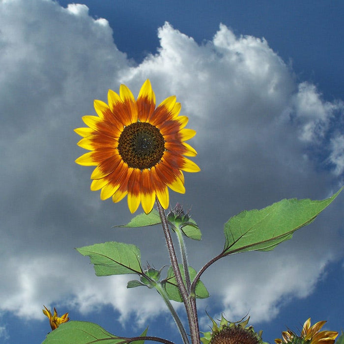 Autumn Beauty Sunflower Seeds|Sunflower Seeds Autumn Beauty, Helianthus