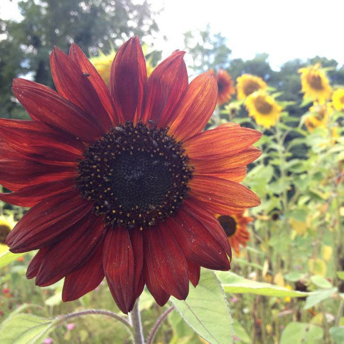 Autumn Beauty Sunflower Seeds|Sunflower Seeds Autumn Beauty, Helianthus