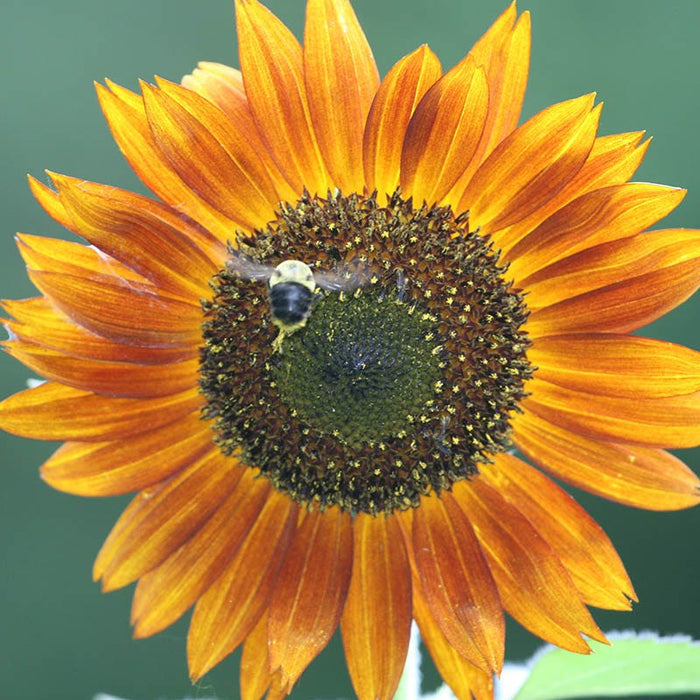 Autumn Beauty Sunflower Seeds|Sunflower Seeds Autumn Beauty, Helianthus. Customer Photo by Denise D.
