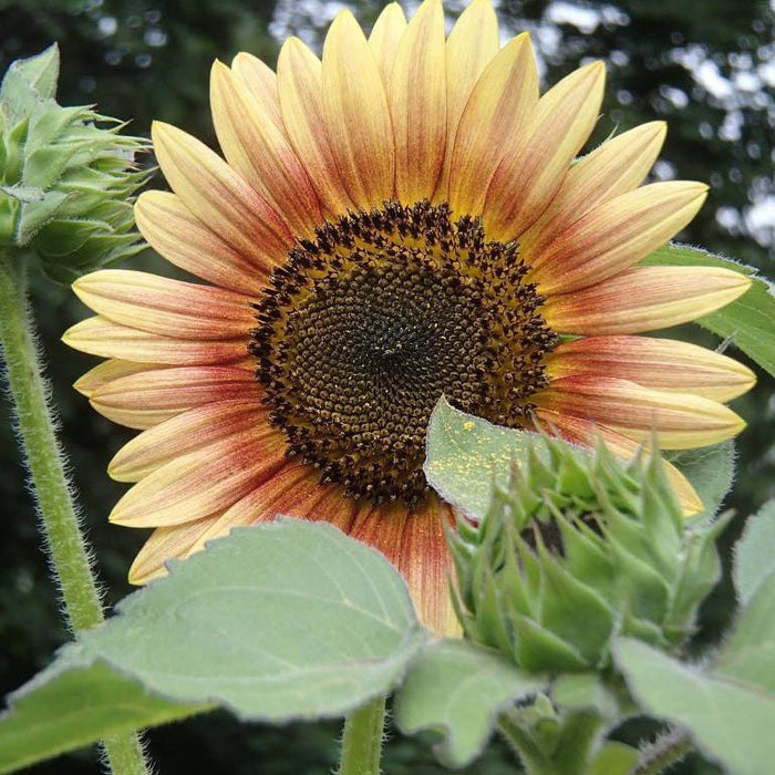 Autumn Beauty Sunflower Seeds|Sunflower Seeds Autumn Beauty, Helianthus