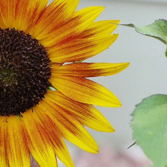 Autumn Beauty Sunflower Seeds|Sunflower Seeds Autumn Beauty, Helianthus. Photo by Linda O.