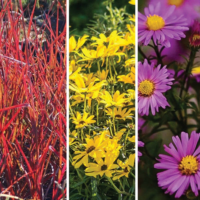 Autumn Color Booster Plant Collection|Autumn Color Booster Plant Collection