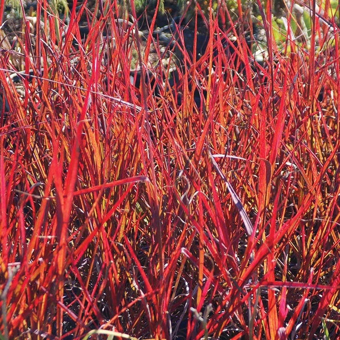 Autumn Color Booster Plant Collection|Red October Big Bluestem Grass