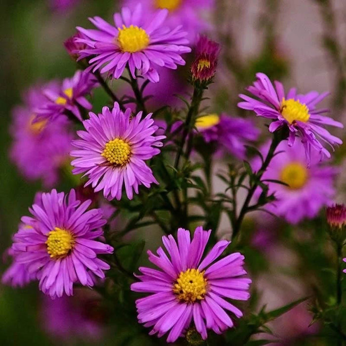 Autumn Color Booster Plant Collection|Alert Aster