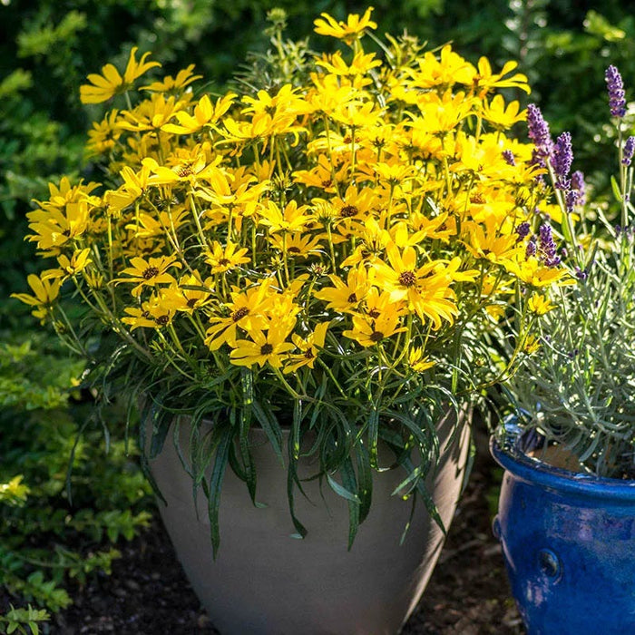 Autumn Color Booster Plant Collection|Autumn Gold Willowleaf Sunflower
