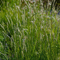 Autumn Moor Grass|Autumn Moor Grass