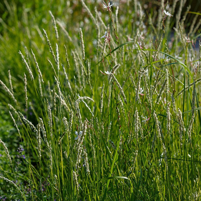 Autumn Moor Grass|Autumn Moor Grass