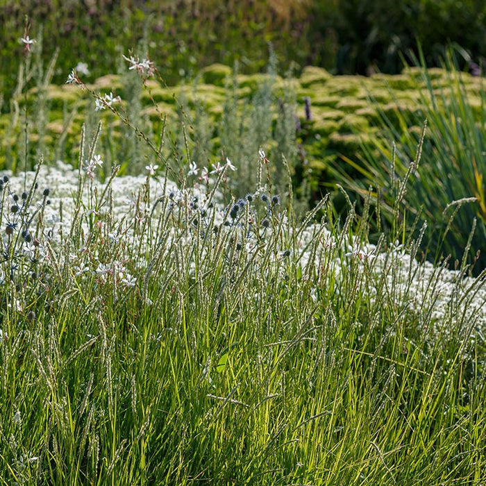 Autumn Moor Grass|Autumn Moor Grass