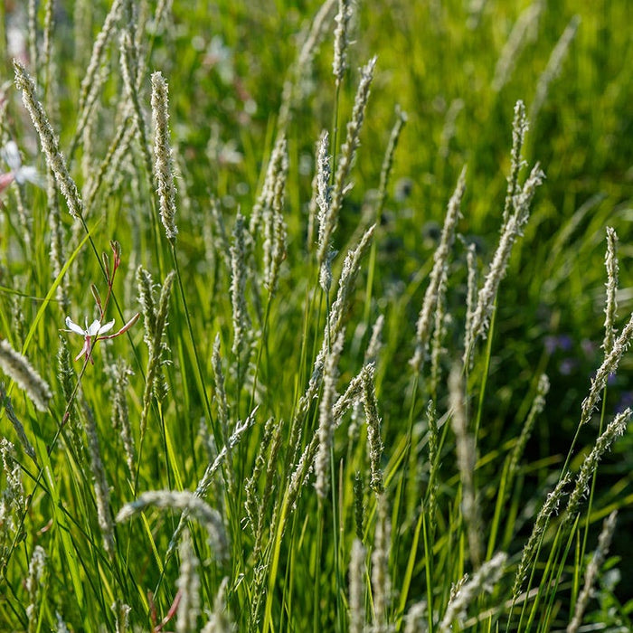 Autumn Moor Grass|Autumn Moor Grass