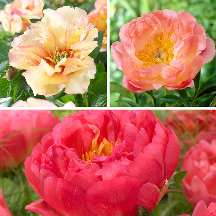 Award Winning Peony Collection|Award Winning Peony Collection