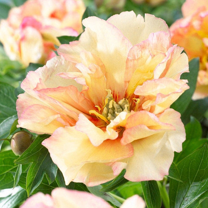 Award Winning Peony Collection|Canary Brilliants Itoh Peony